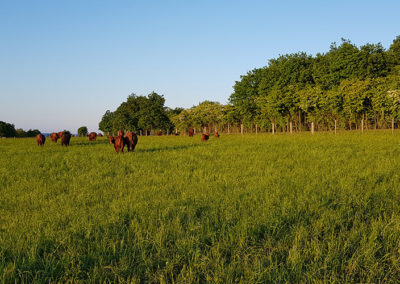 Biohof-Rügen