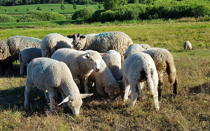 Texel/Schwarzkopf Fleischschafherde